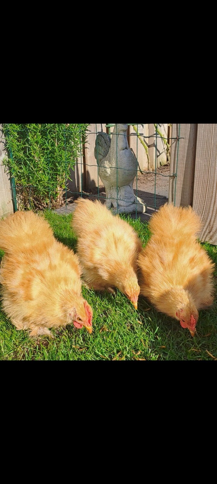 raszuivere ZIJDEVEER cochin kriel haantjes plus hennetje, Meerdere dieren, Kip