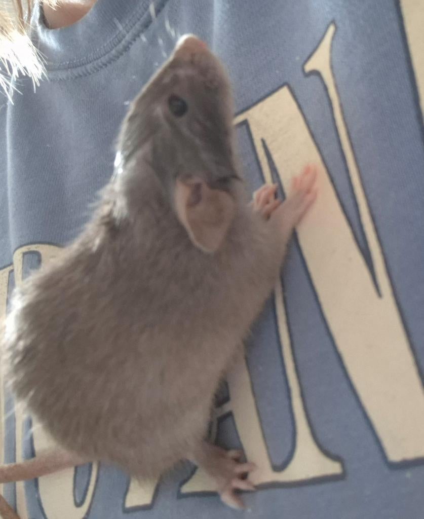 Twee tamme ratjes (mannen), Dieren en Toebehoren, Oktober, Mannelijk, Rat