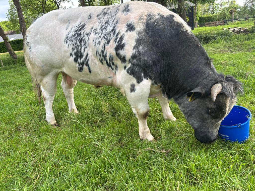 Dikbil stier, Dieren en Toebehoren, Runderen, Mannelijk