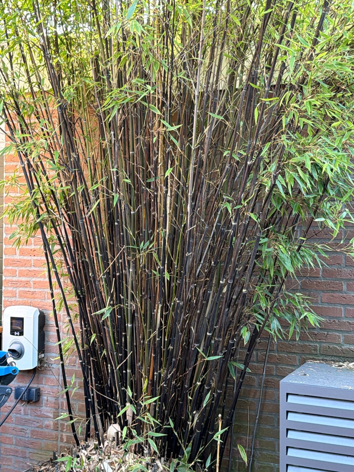 Zwarte Bamboe (Phyllostachys nigra), Volle zon, Vaste plant, Bloeit niet, Ophalen