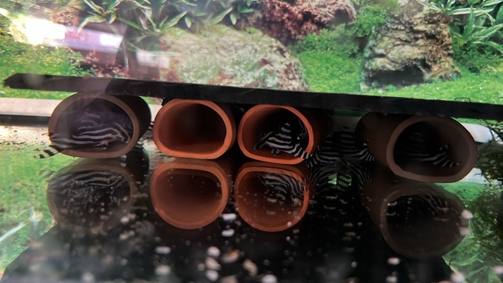 l 46, Vis, Zoetwatervis, Schoolvis