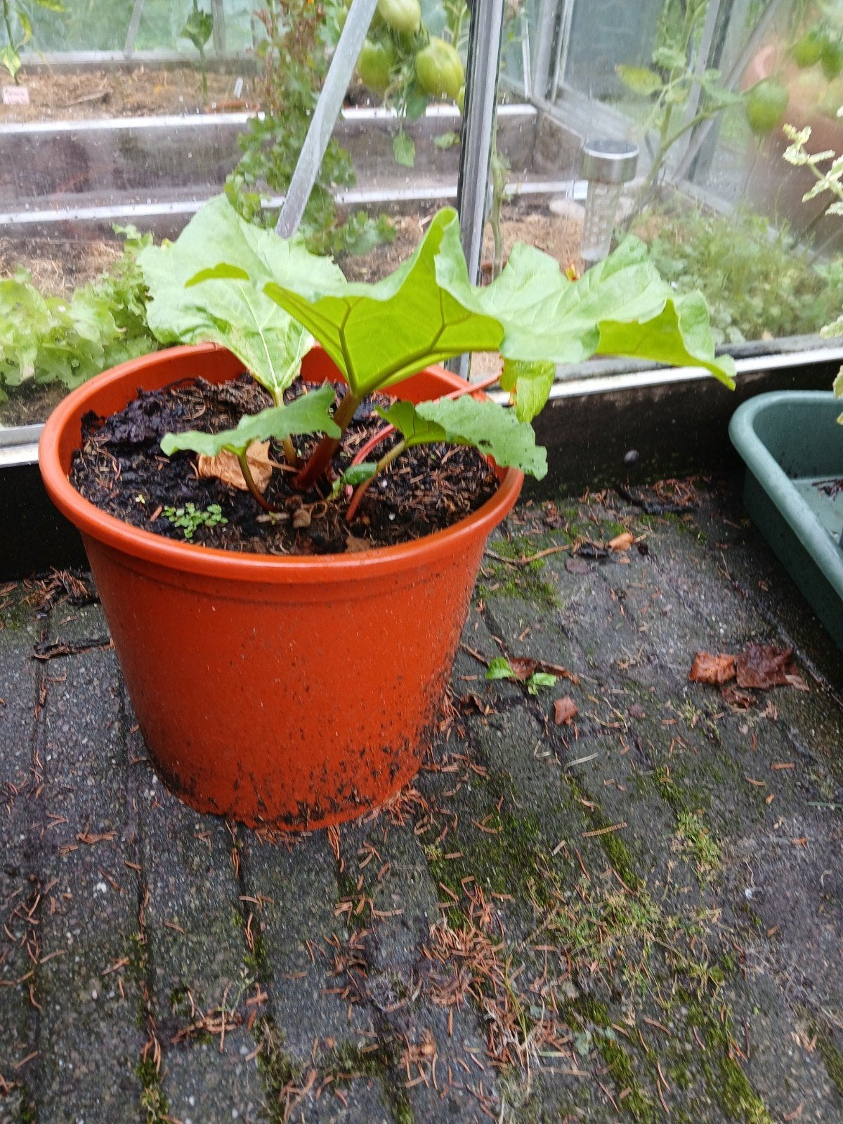rabarber plant ( ouderwetse rode rabarber), Tuin en Terras, Ophalen, Lente, Overige soorten, Halfschaduw