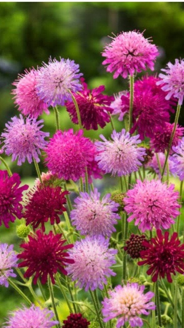 Knautia macedonica 'Melton Pastels' - P9 pot - 210 stuks, Ophalen of Verzenden, Vaste plant, Overige soorten, Volle zon