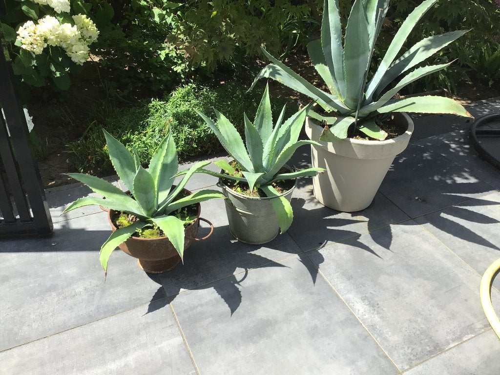 Te koop 3 mooie agave, Vaste plant, Bloeit niet, Halfschaduw, Ophalen