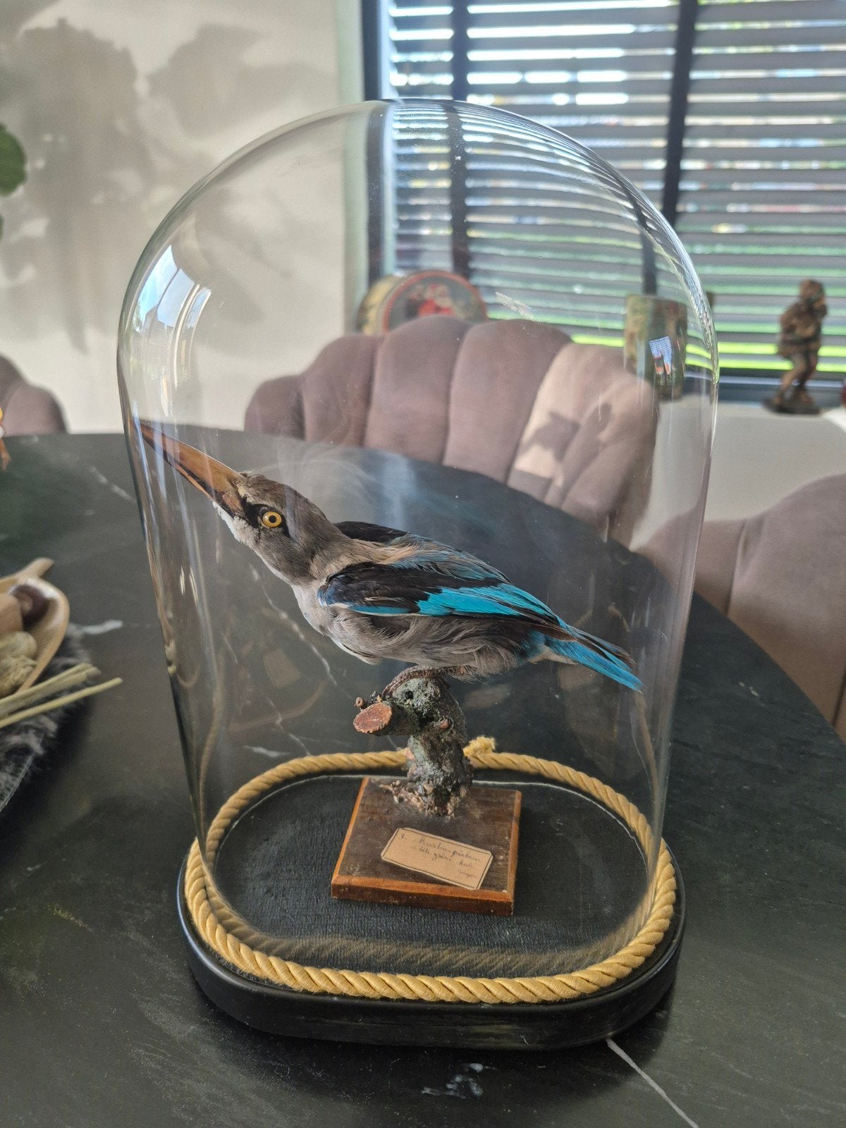 zeldzame opgezette ijsvogel, Ophalen of Verzenden