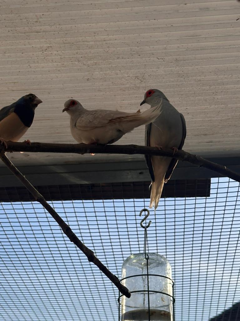 Koppel diamantduiven, Dieren en Toebehoren, Vogels | Overige Vogels, Meerdere dieren