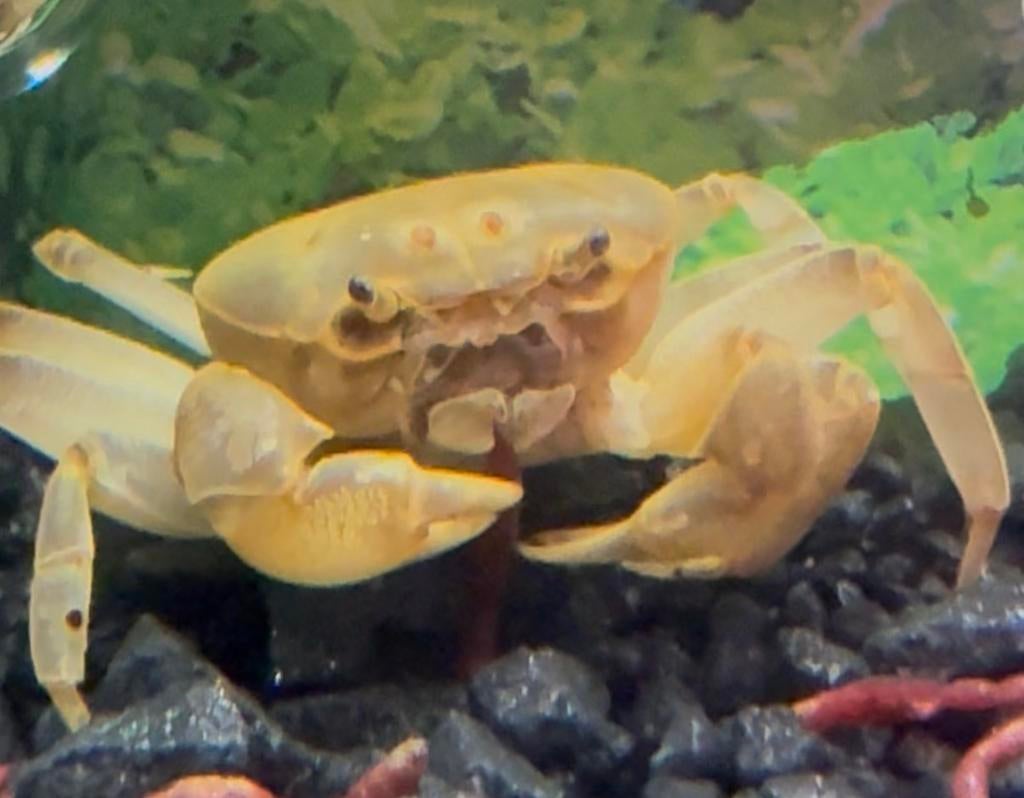 Yellow small crab, Vis