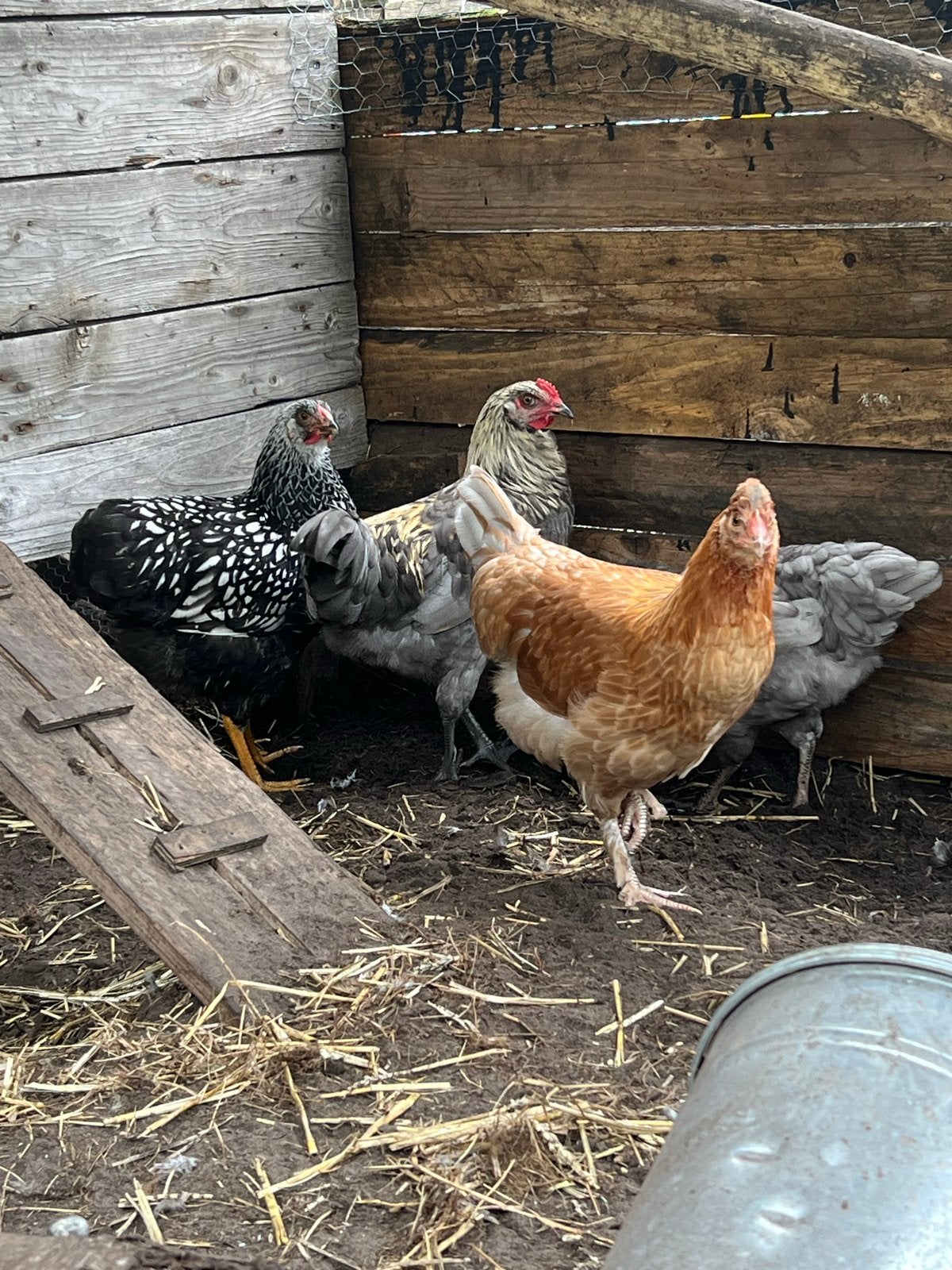 Diverse hennen + 1 haan, Dieren en Toebehoren, Pluimvee, Meerdere dieren, Kip