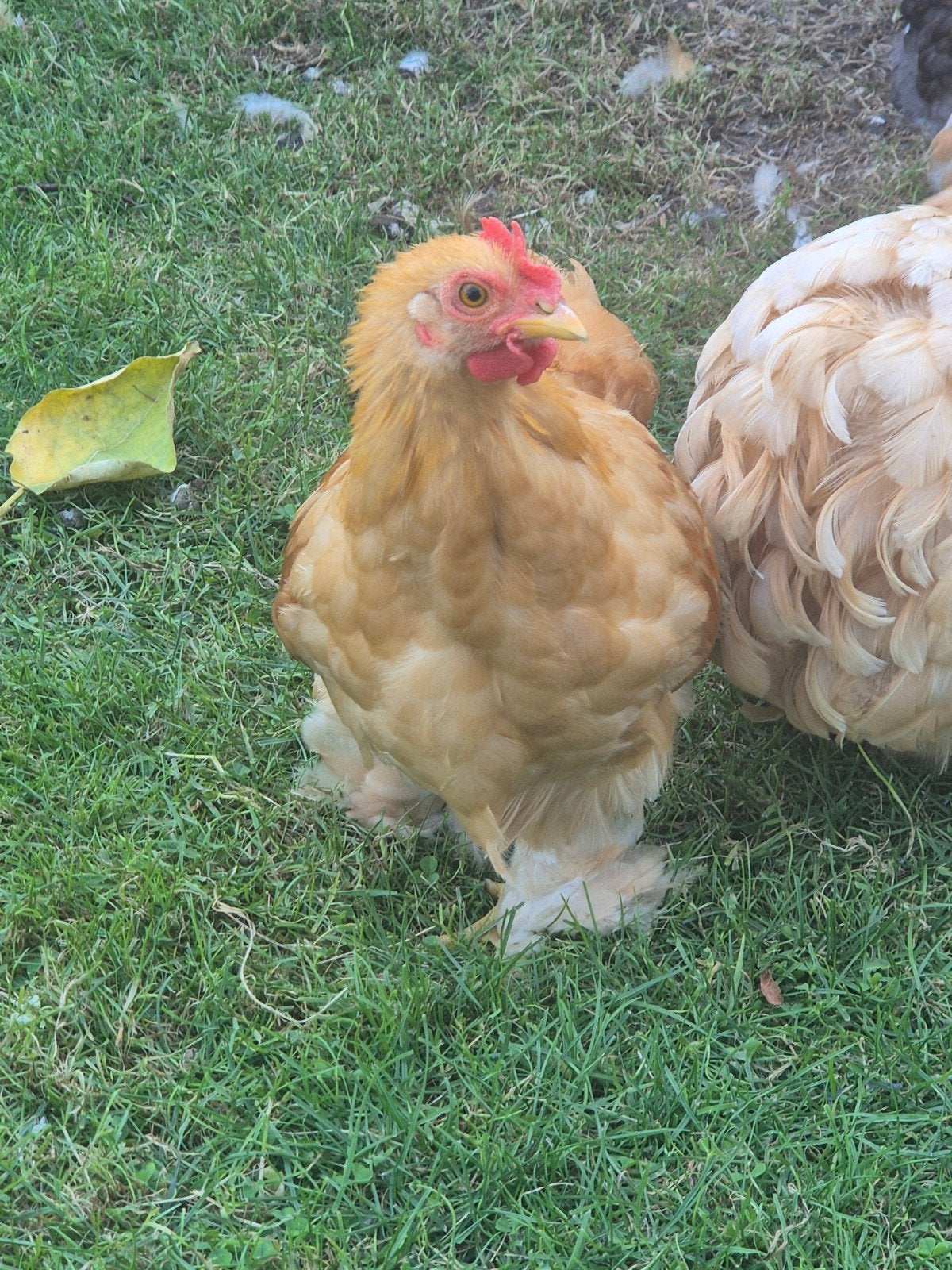 2 cochin hanen kriel, Mannelijk, Kip