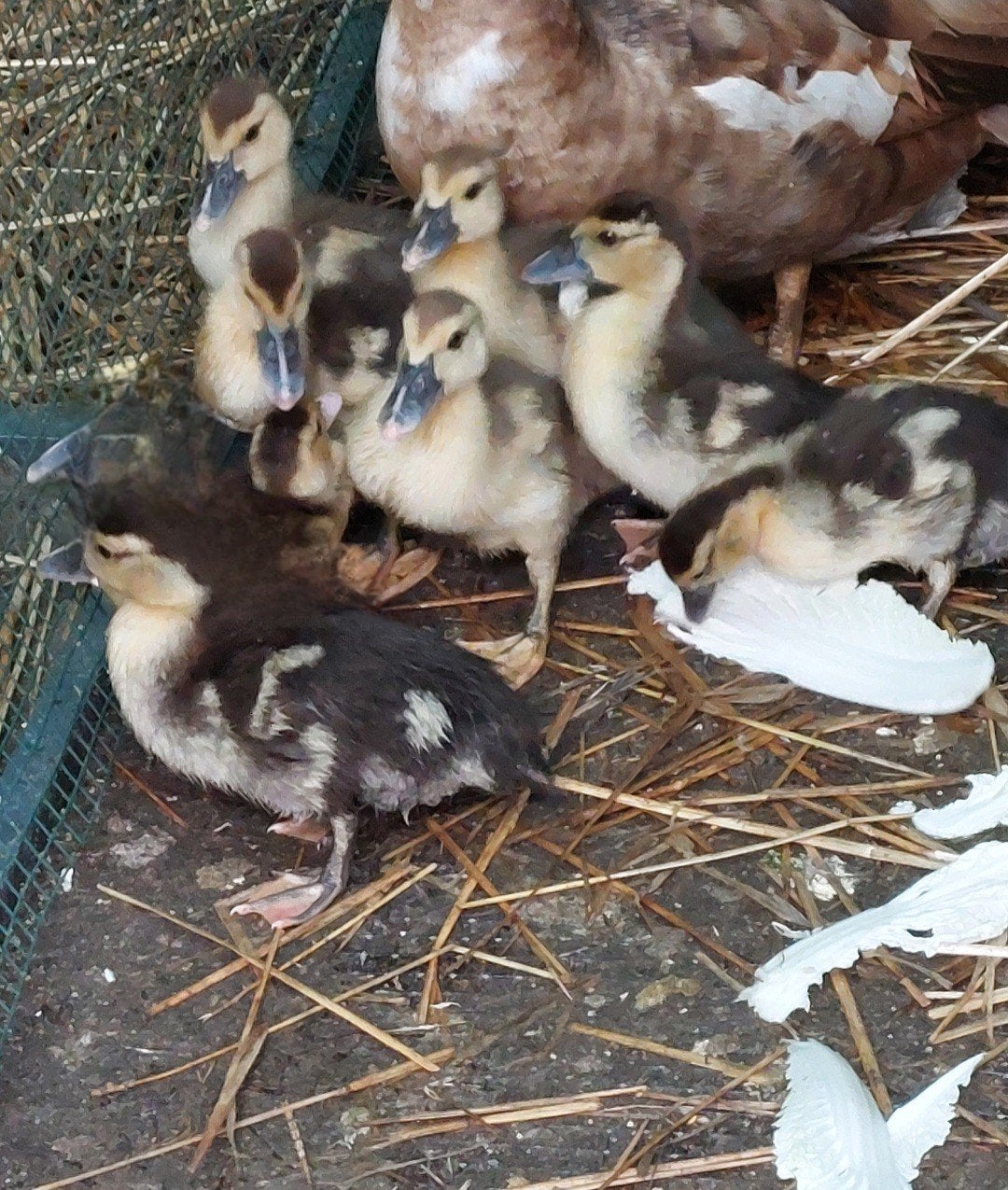 Kaapse/ muskus/ barberie eendjes jong 2026, Dieren en Toebehoren, Meerdere dieren, Kip