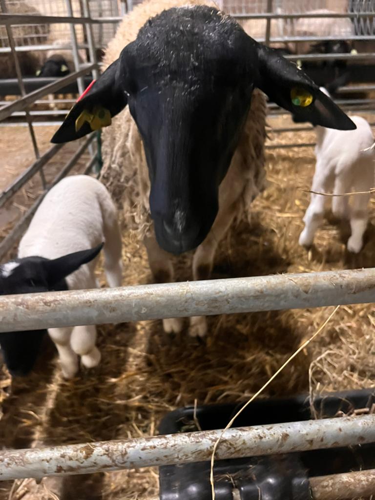 Dorper schaapen, Dieren en Toebehoren, Schapen, Geiten en Varkens, Mannelijk, Geit