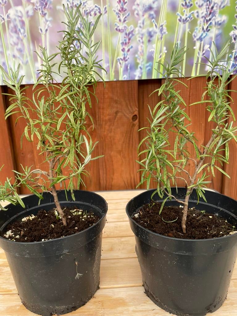 Rozemarijn planten.    Beide voor 5€, Tuin en Terras, Planten | Tuinplanten, Ophalen, Overige soorten, Volle zon