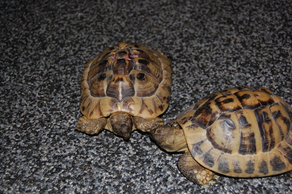 Grieks Schildpadden koppel Tortoise photo 2