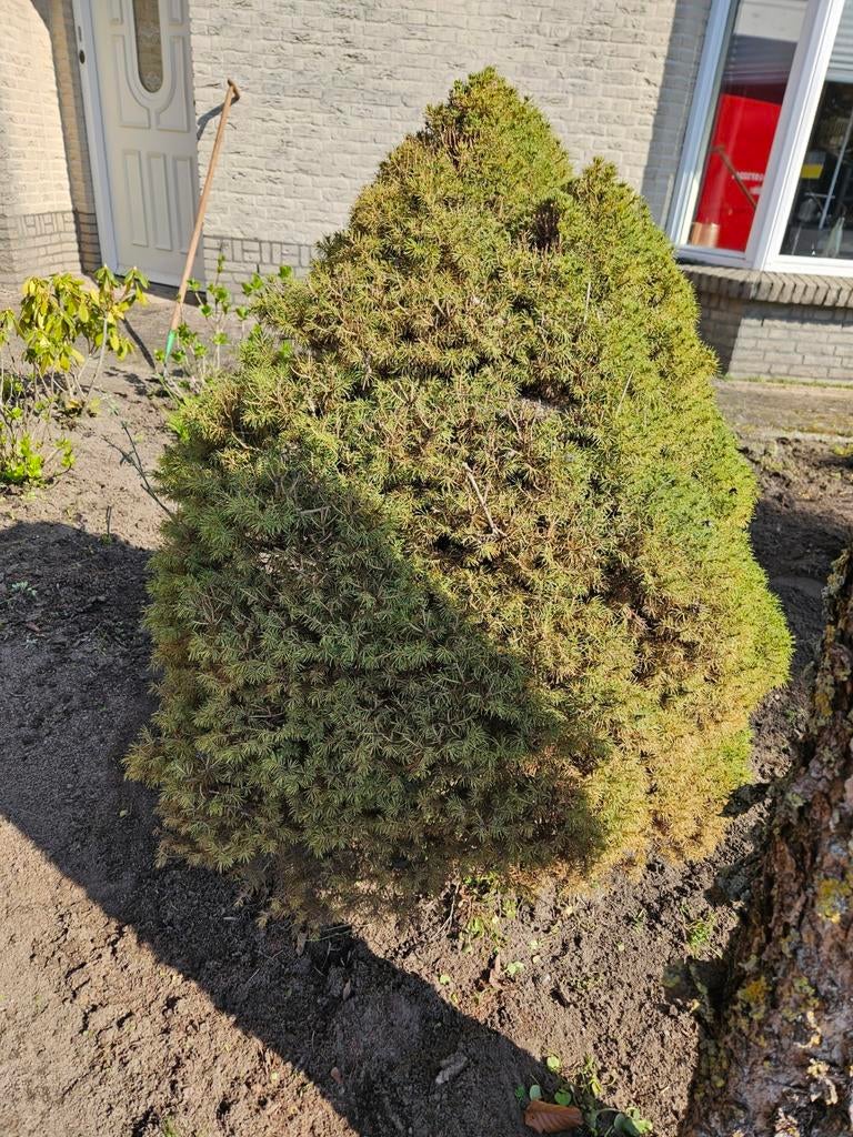 Plant gratis, Tuin en Terras, Planten | Bomen, Ophalen, Volle zon, Overige soorten, Minder dan 100 cm