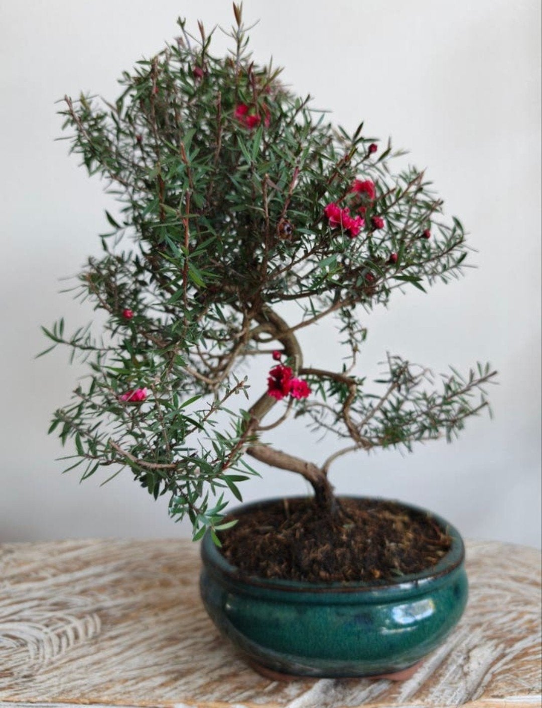 Leptospermum Scoparium bonsai, Bloeit niet, Halfschaduw, Minder dan 100 cm, Overige soorten
