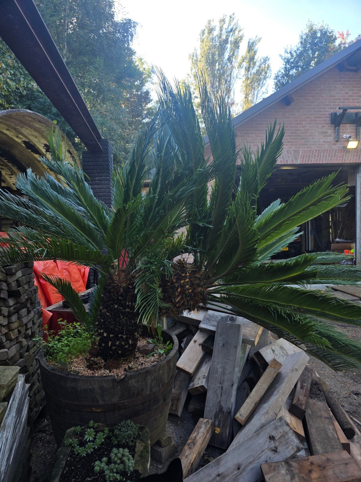 Grote Cycas Revoluta in houten vat, Tuin en Terras, Volle zon, Vaste plant, Bloeit niet, Ophalen