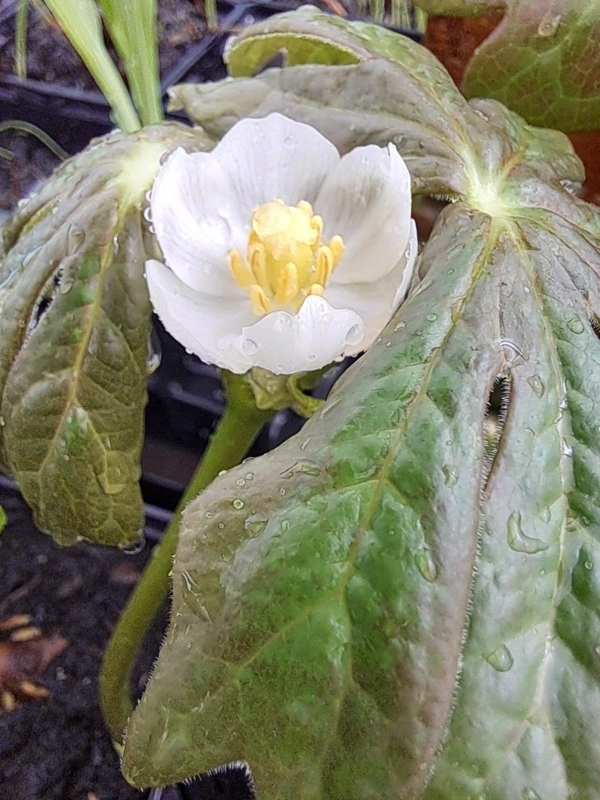 Voetblad (Podophyllum peltatum) - Unieke schaduwplant, Overige soorten, Vaste plant, Ophalen of Verzenden, Volledige schaduw