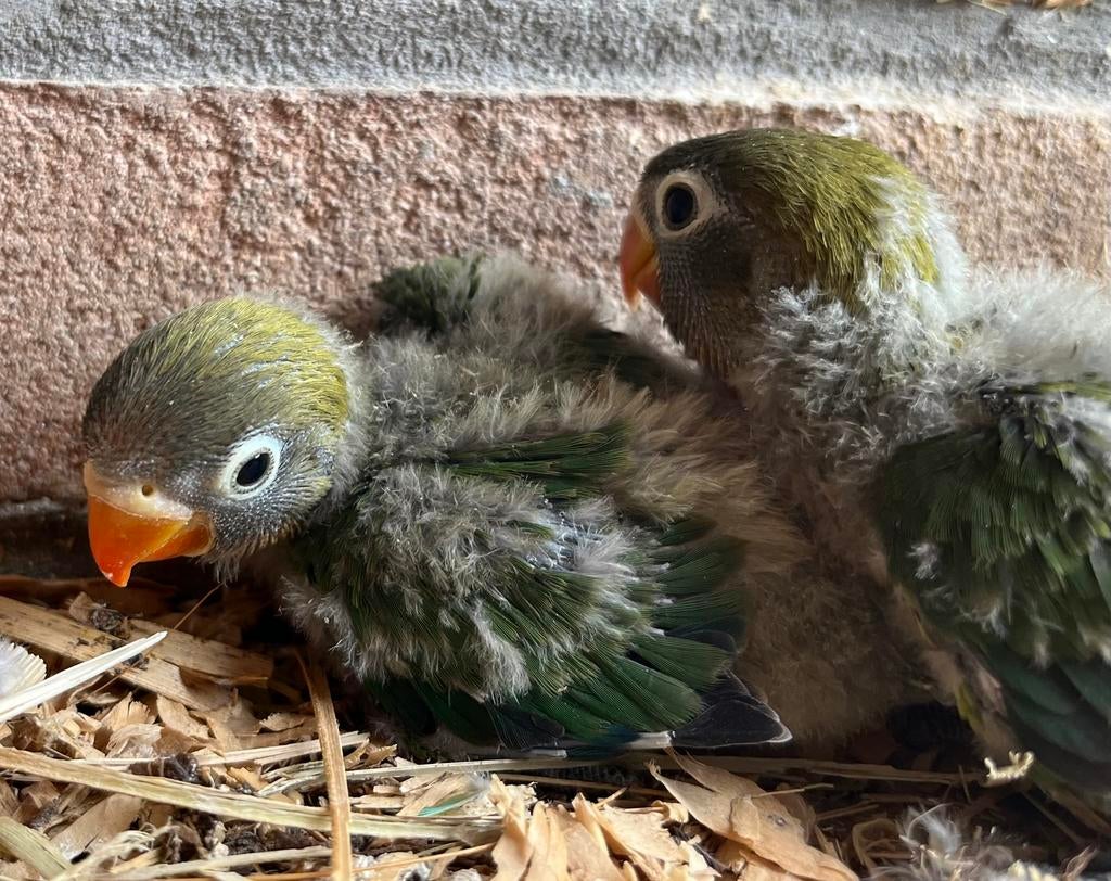 Baby Agapornis, Dieren en Toebehoren, Vogels | Parkieten en Papegaaien, Geslacht onbekend, Dwergpapegaai of Agapornis, Geringd