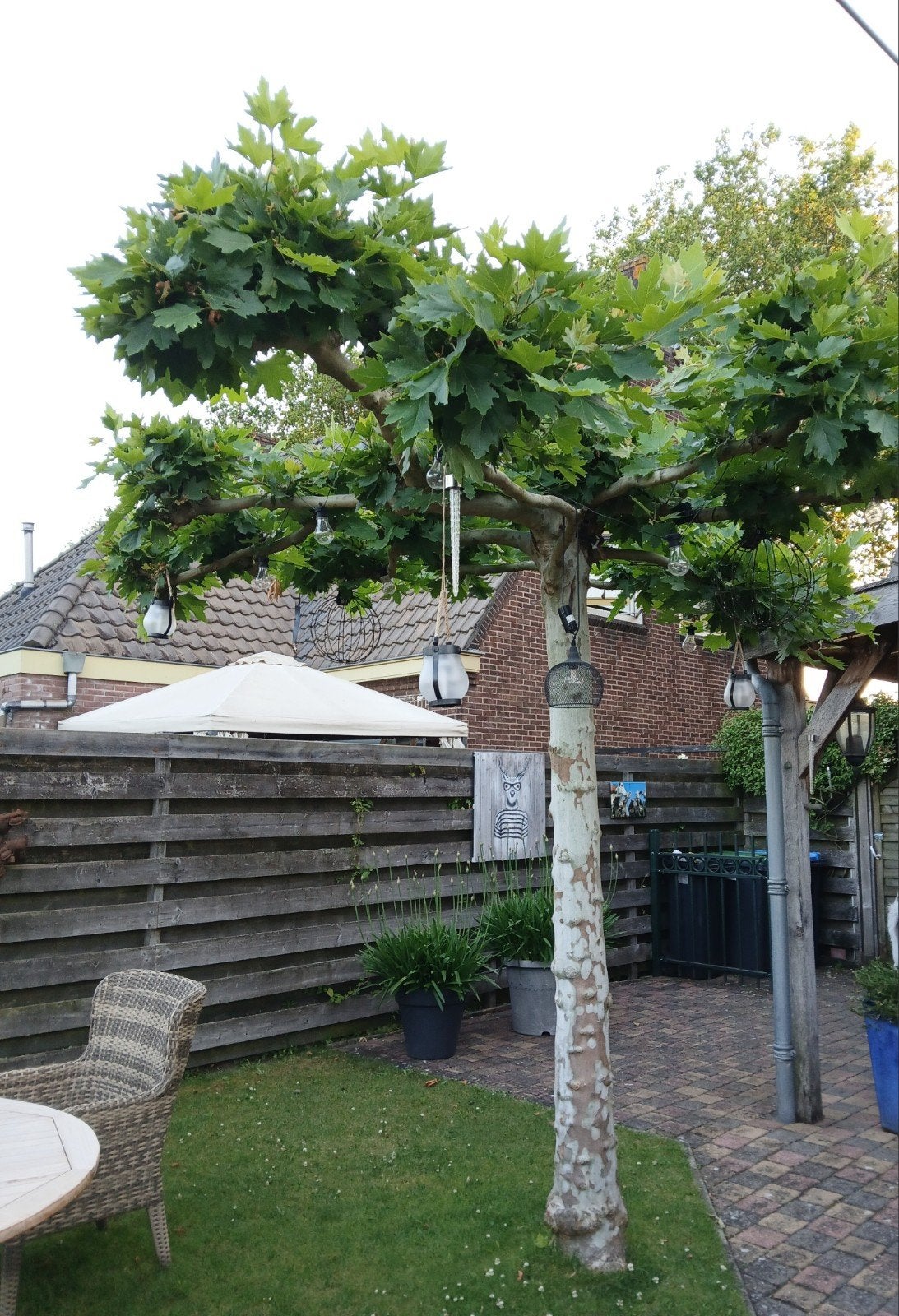 Dakplataan[ Natuurlijke parasol], Tuin en Terras, Ophalen, Volle zon, Overige soorten, 250 tot 400 cm