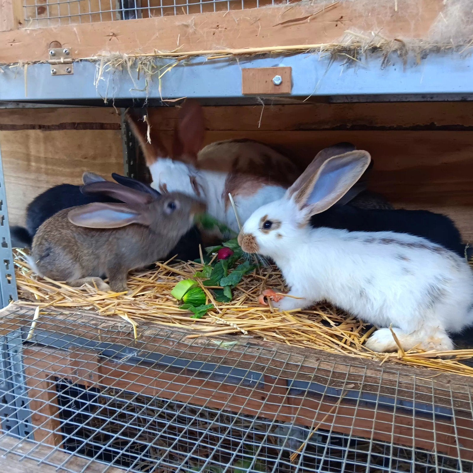 konijnen, Dieren en Toebehoren, Vrouwelijk, Groot