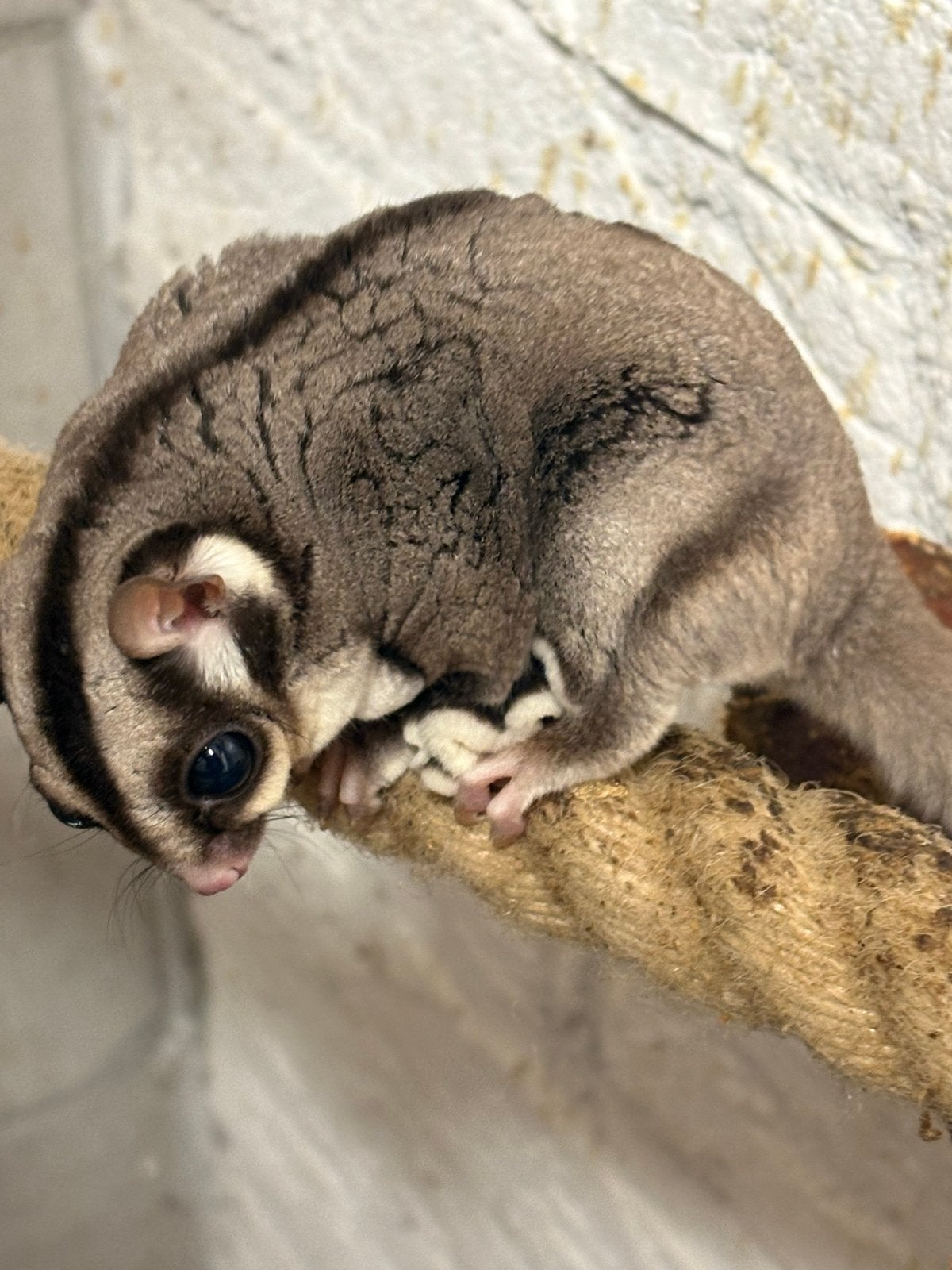 Sugerglider man, Dieren en Toebehoren, Juni, Mannelijk