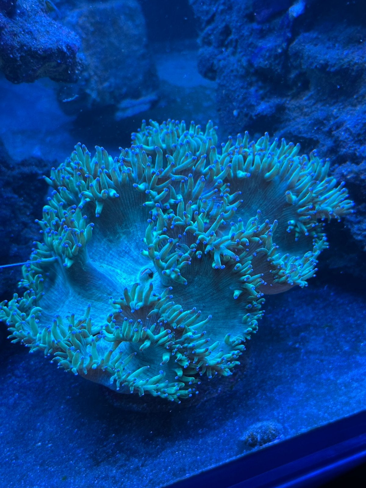 Zoutwatervissen zoutwateraquarium koraal, Dieren en Toebehoren, Vissen | Aquariumvissen, Overige typen