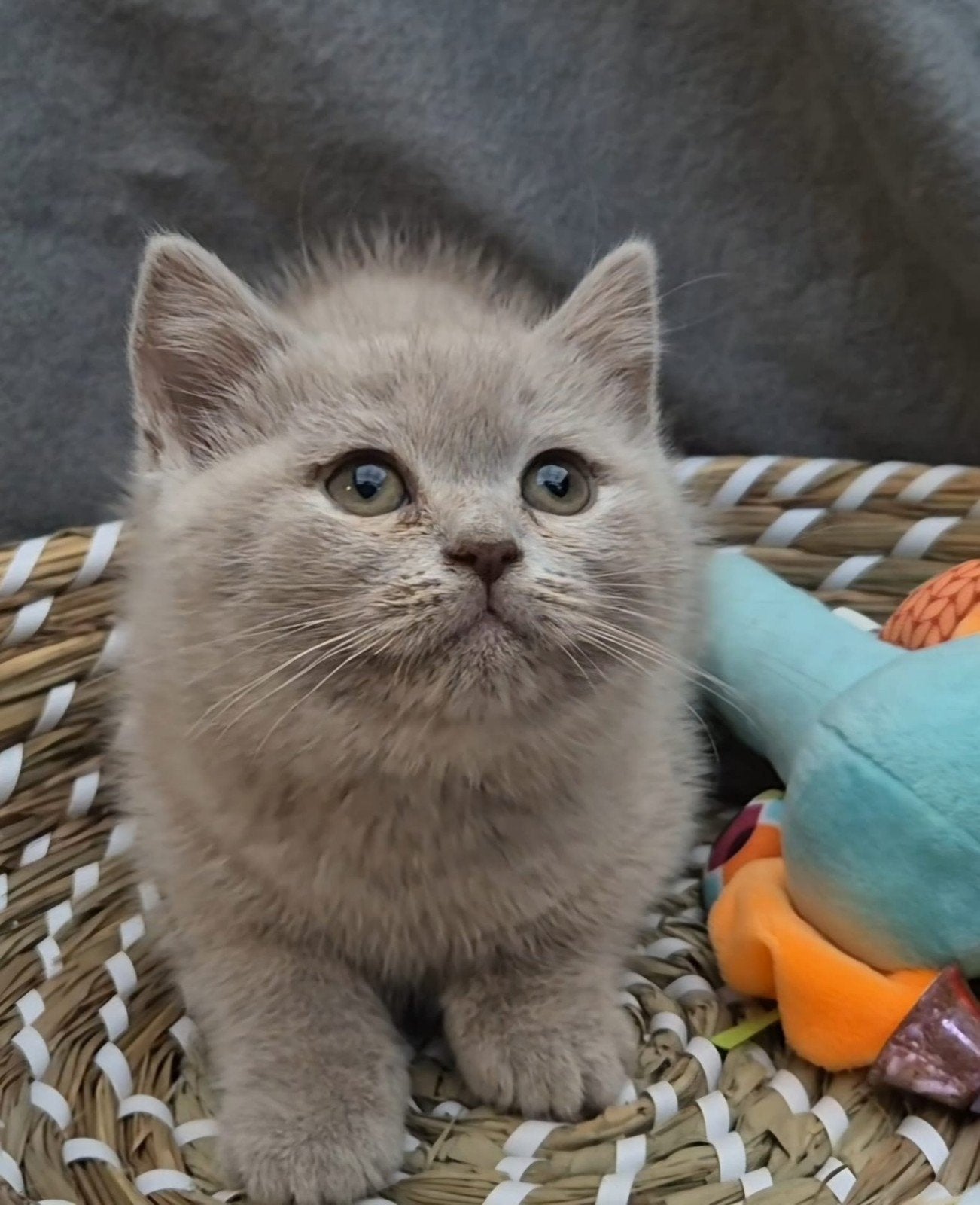 Britse kort en langhaar kittens, Meerdere dieren, Ontwormd, 0 tot 2 jaar