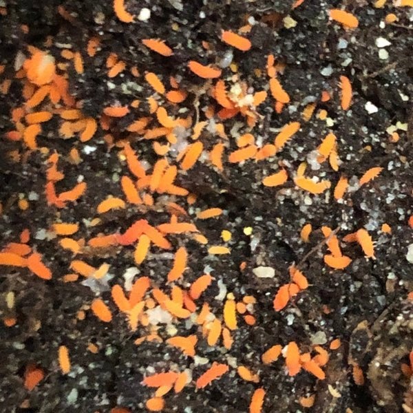 Oranje springstaartjes (Yuukianura Aphoruroides), Ophalen of Verzenden, Nieuw