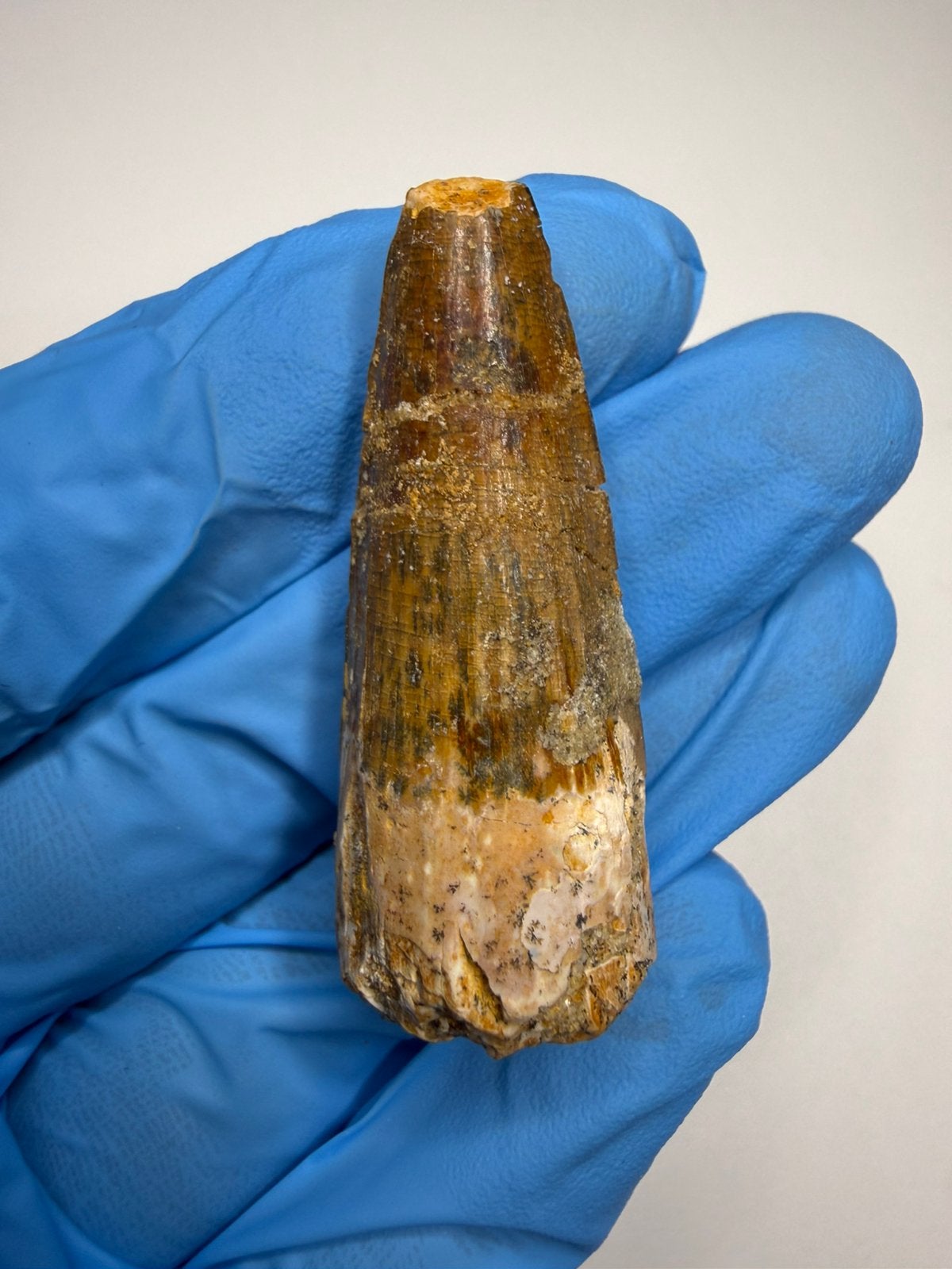 Spinosaurus tand, Ophalen of Verzenden, Fossiel