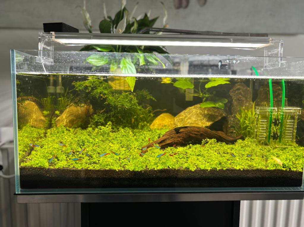 Aquarium met kastje (+ co2 tank), Dieren en Toebehoren, Vissen | Aquaria en Toebehoren, Ophalen, Inclusief vissen, Overige typen