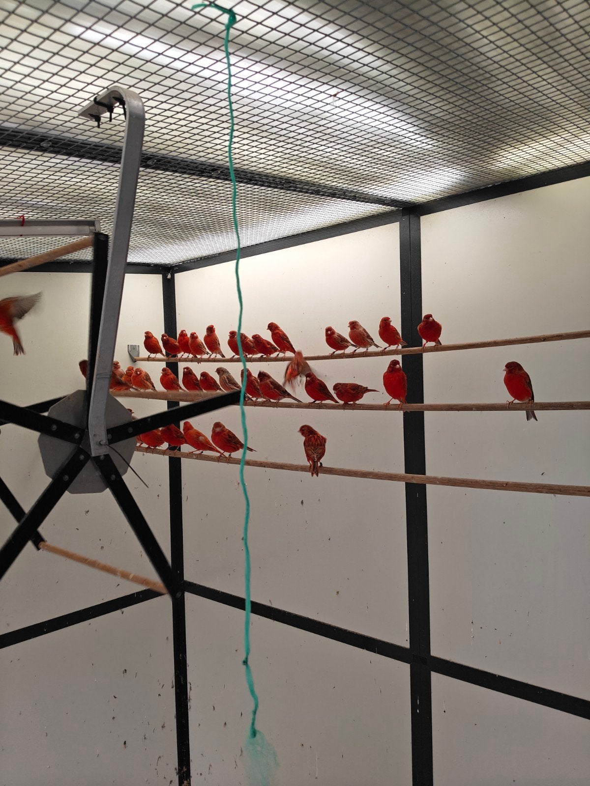 Rood Agaat, Dieren en Toebehoren, Vogels | Kanaries, Meerdere dieren, Kleurkanarie