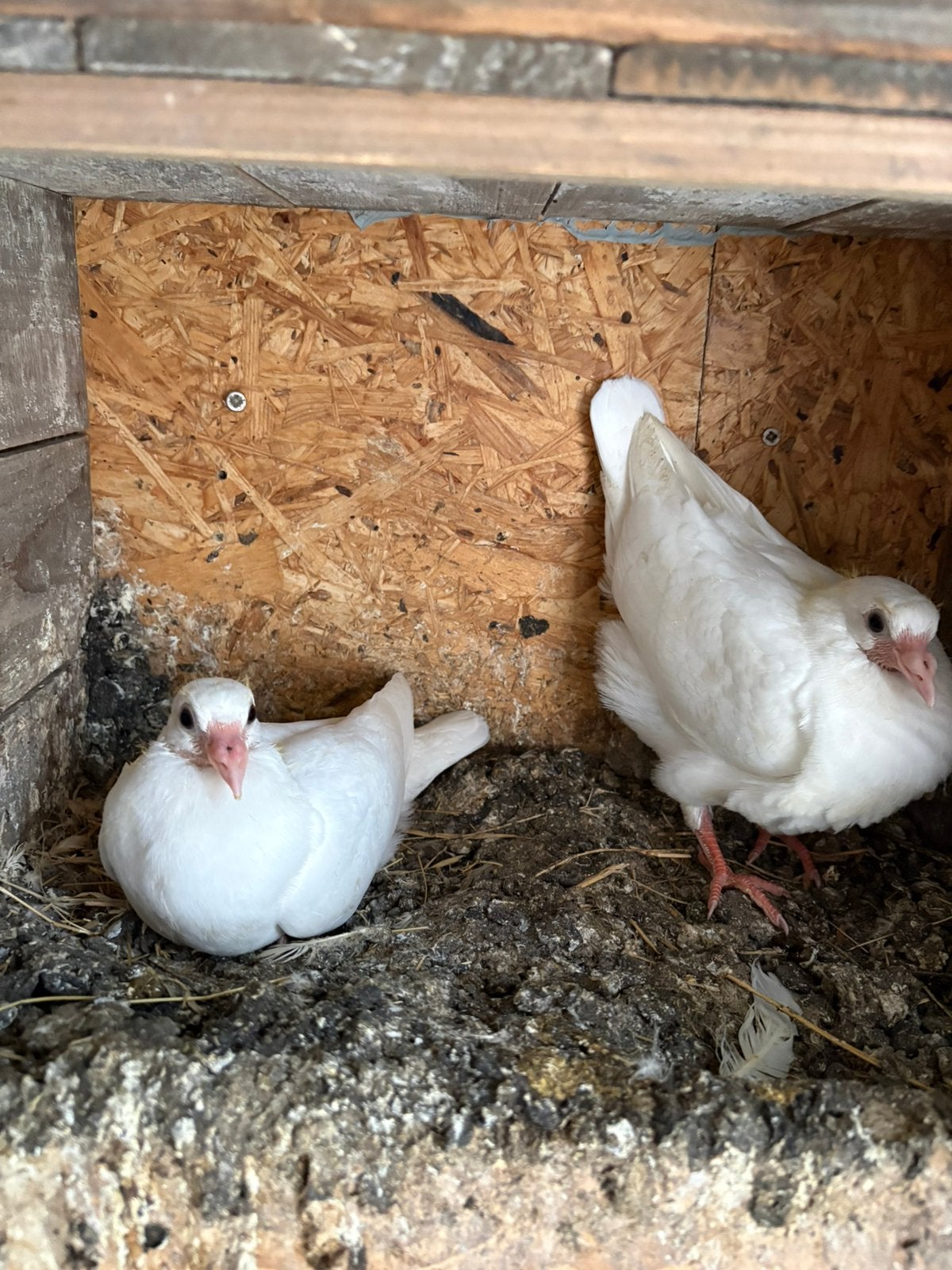 2 stuks Witte postduiven, Meerdere dieren