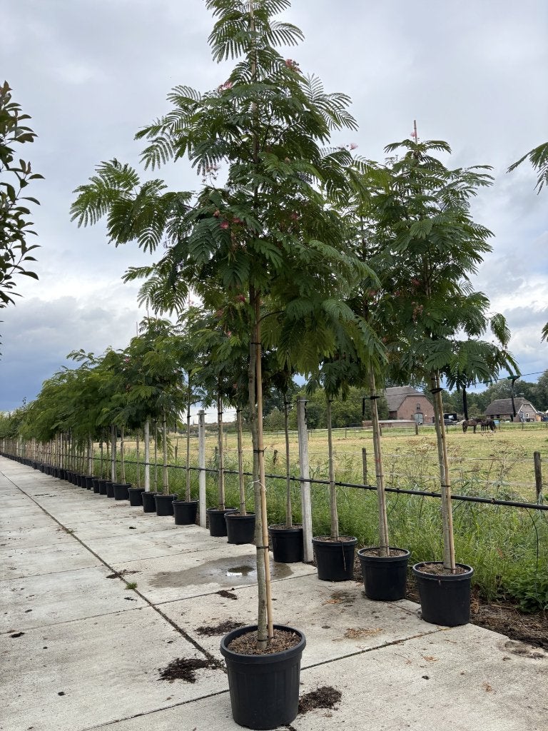 Albizia julibrissin 10/12 cm | Perzische slaapboom, Tuin en Terras, Zomer, 400 cm of meer, Volle zon, In pot