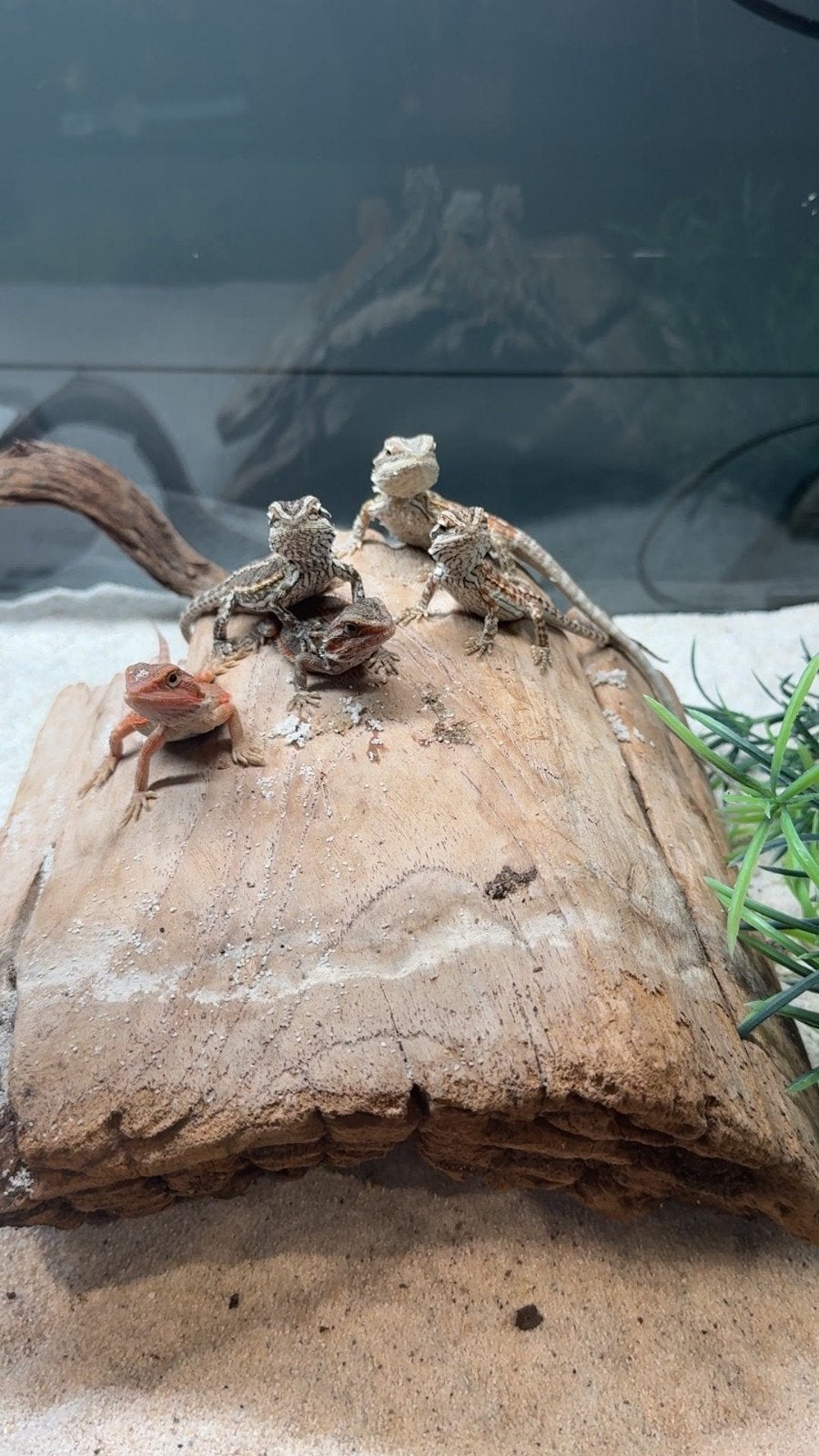 Jonge baby baardagamen (Pogona Viticeps), Dieren en Toebehoren, Reptielen en Amfibieën, Hagedis, 0 tot 2 jaar