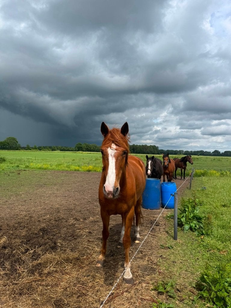 Weidepaardje, Dieren en Toebehoren, Paarden, Ruin, Gechipt, 160 tot 165 cm, Onbeleerd