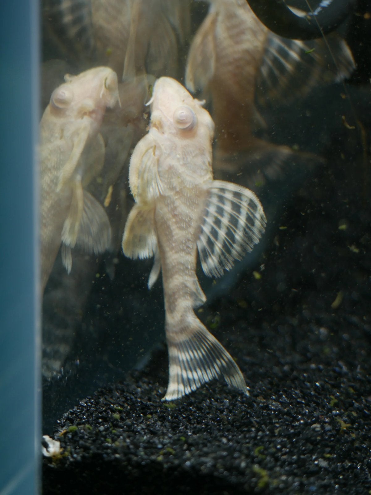 L333 albino, Vis