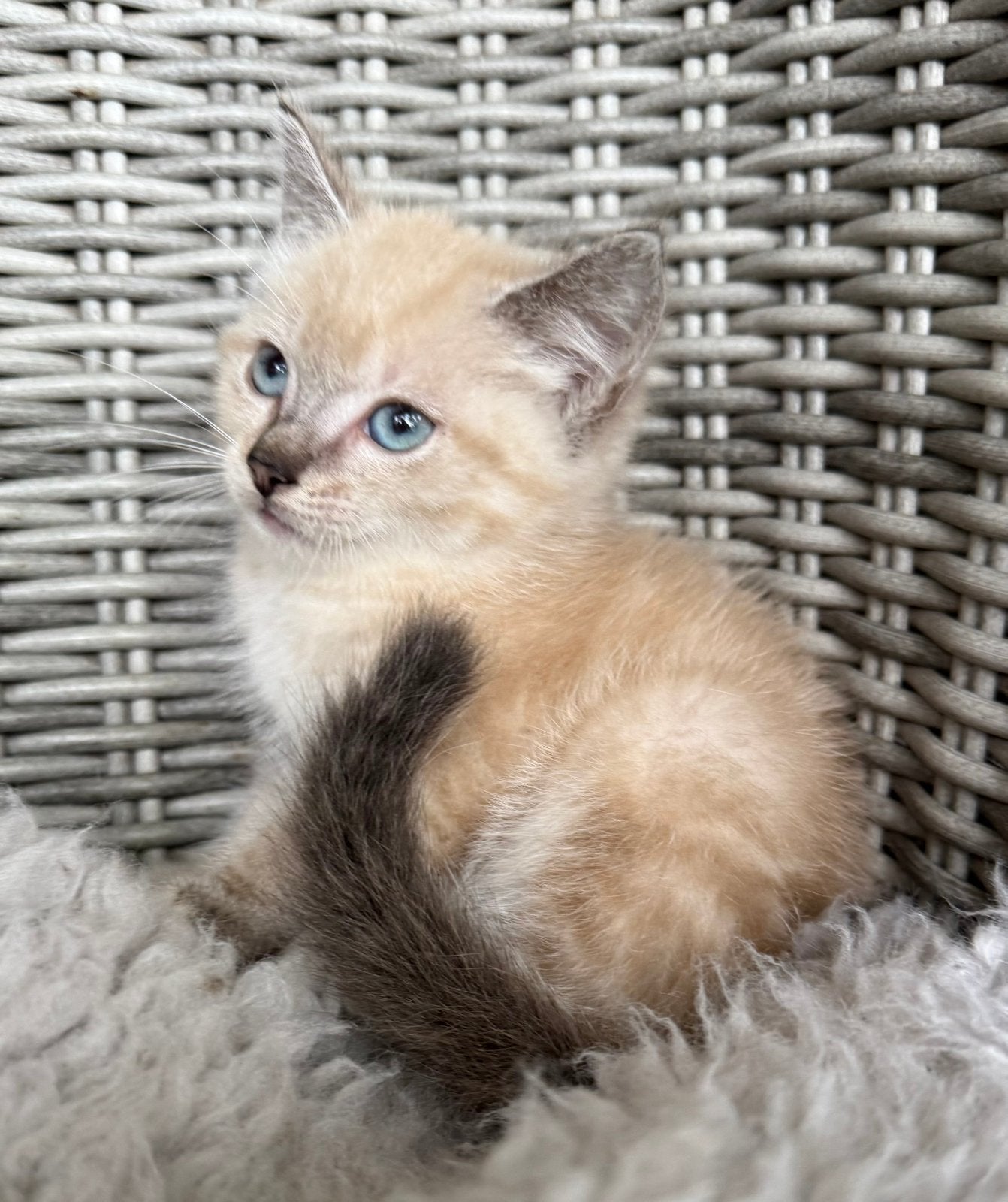 Prachtige kittens, Poes, Kortharig, 0 tot 2 jaar