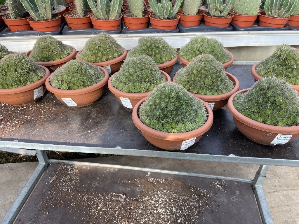 Abromeitiella Brevifolia in de 20 cm schaal., Overige soorten, Ophalen of Verzenden, In pot, Minder dan 100 cm