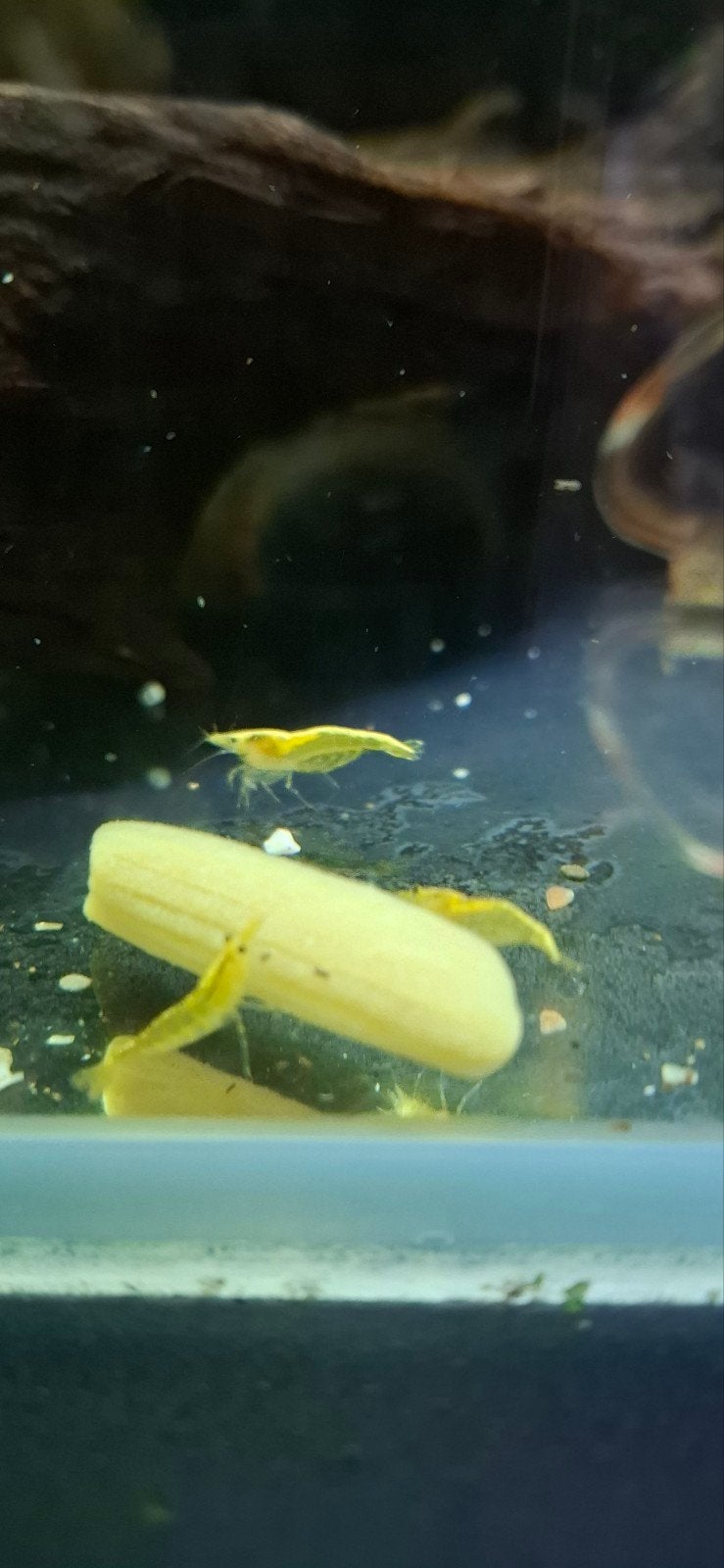 Neocaridina davidi Yellow Fire / gele garnalen, Dieren en Toebehoren, Kreeft, Krab of Garnaal, Zoetwatervis