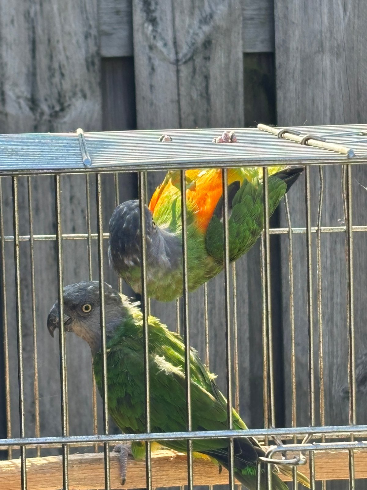 Koppel oranjebuik bonte boeren, Meerdere dieren, Papegaai, Geringd