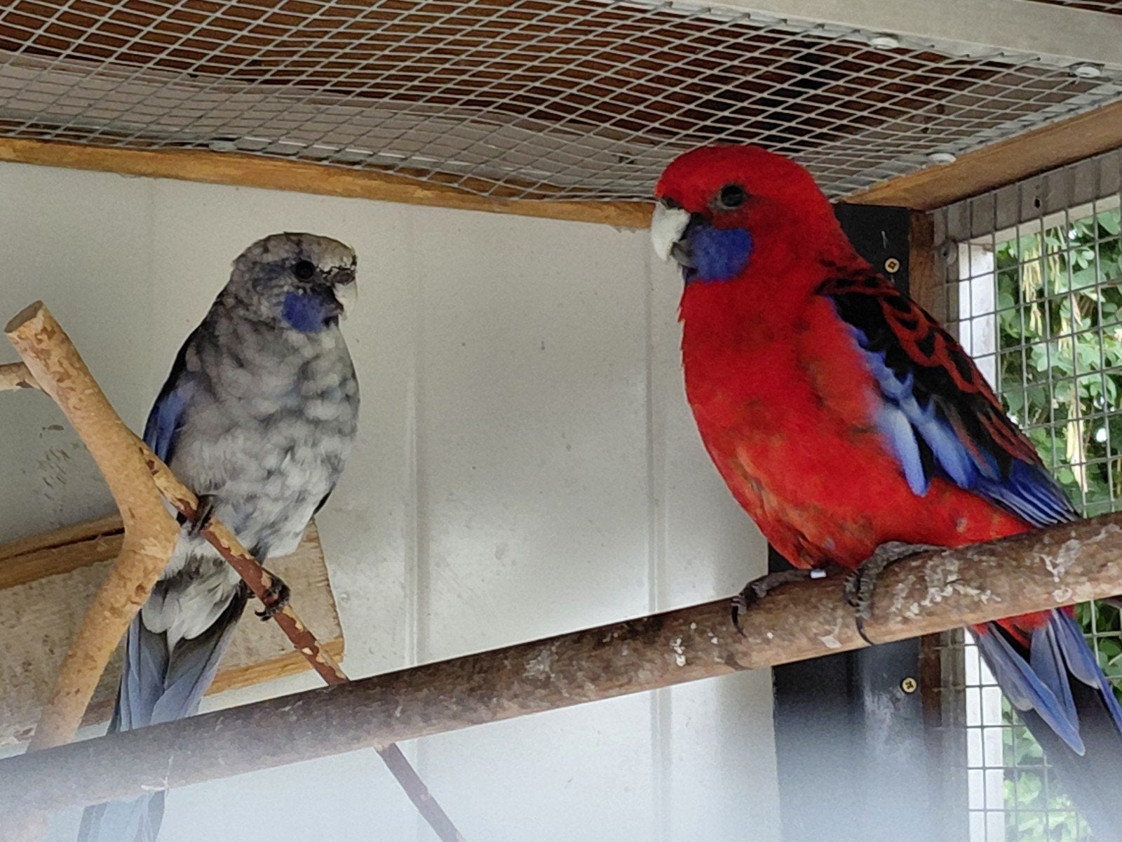 pennant rossella koppel, Meerdere dieren, Parkiet