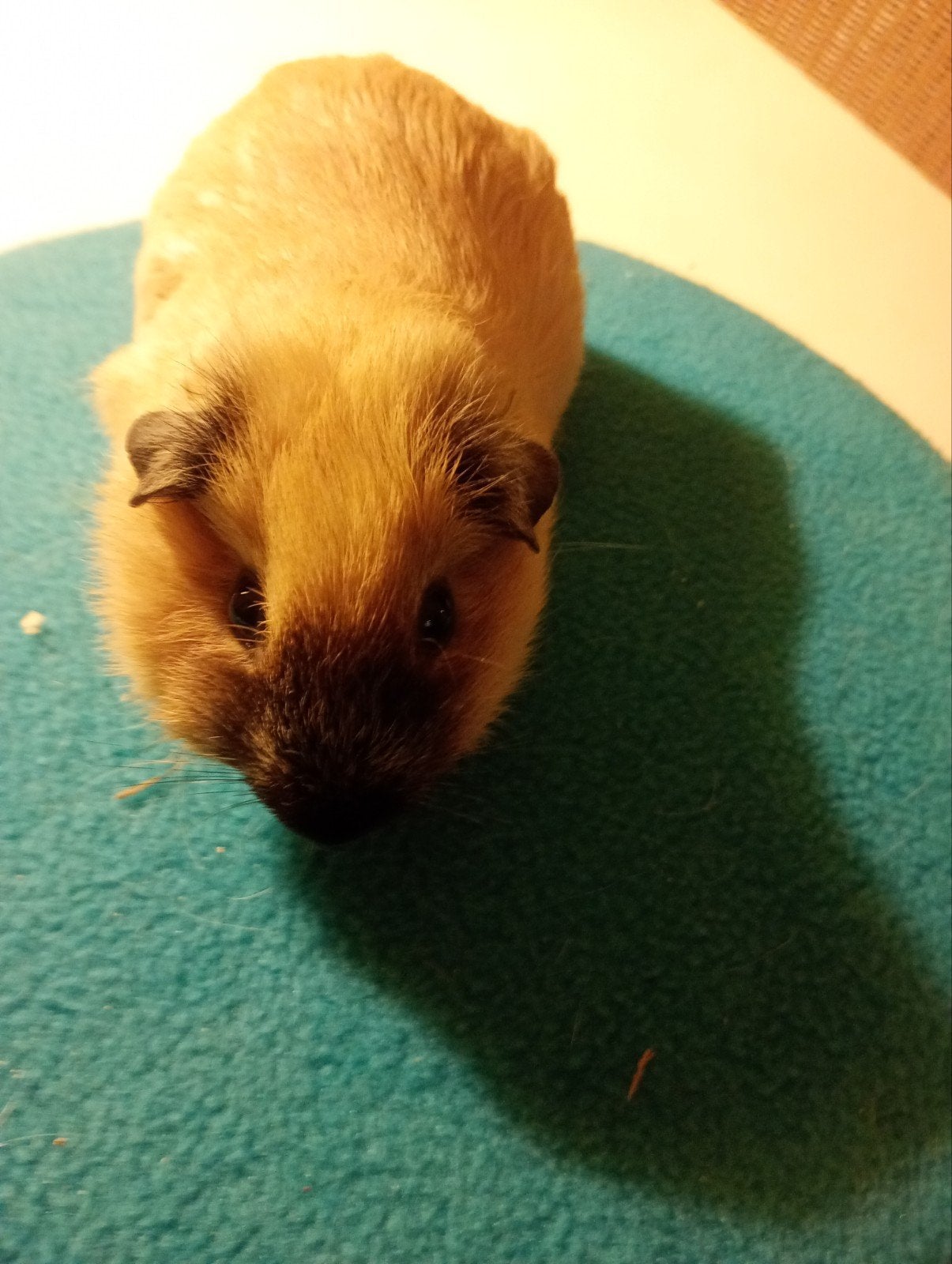 jong California beertje, Dieren en Toebehoren, Cavia, Augustus, Mannelijk, Tam
