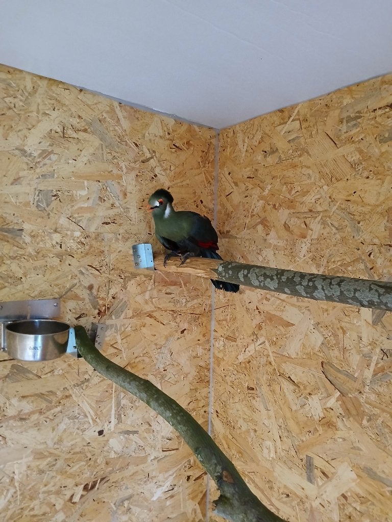 Witwang toerako, Dieren en Toebehoren, Vogels | Overige Vogels, Mannelijk, Tropenvogel, Geringd
