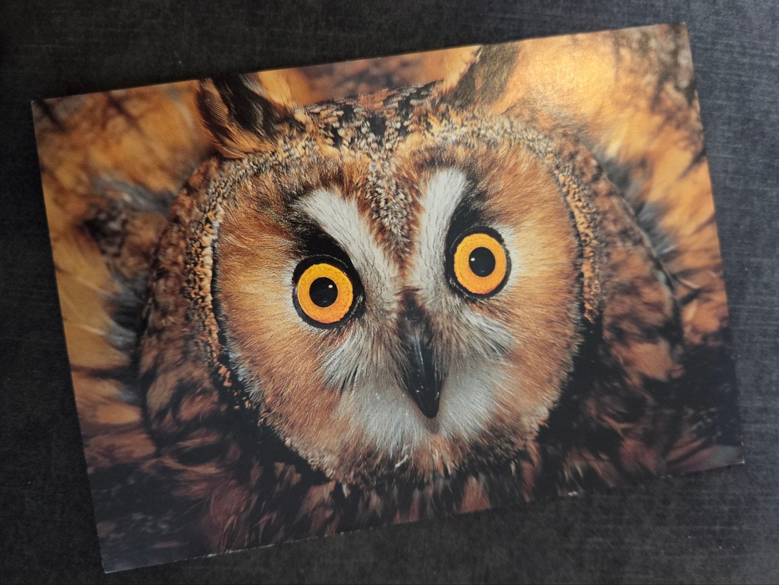 Ansichtkaart met uil, Verzenden, 1980 tot heden, Gelopen, Vogel