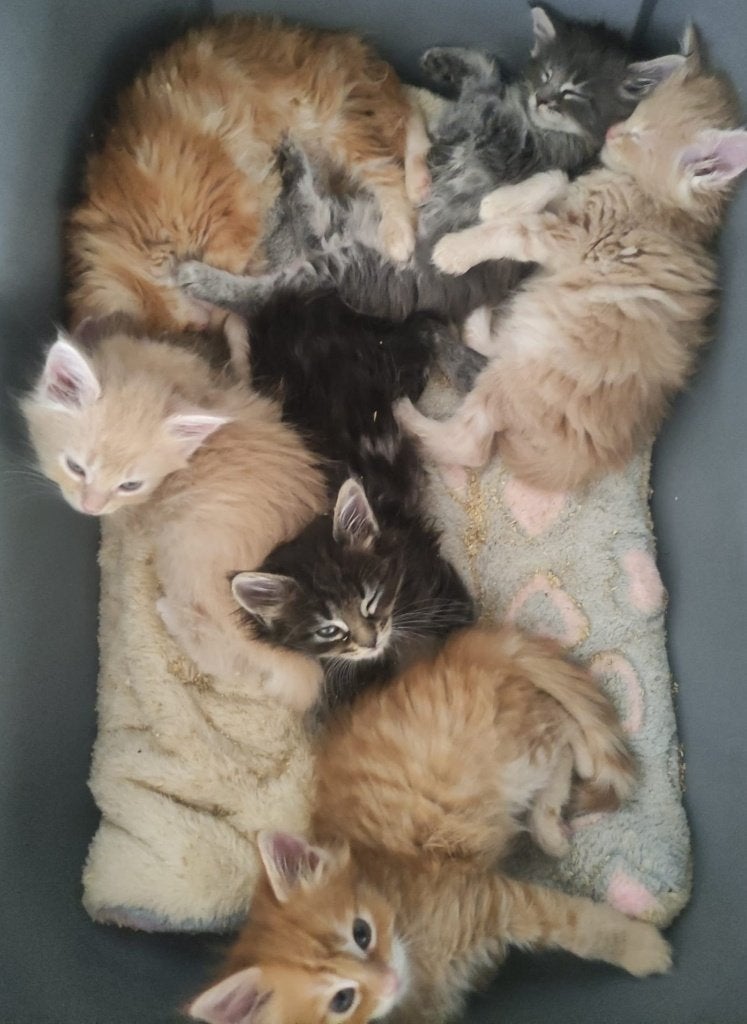 Maine coon kittens, Dieren en Toebehoren, Katten en Kittens | Raskatten | Langhaar, Meerdere dieren, 0 tot 2 jaar, Gechipt, Ontwormd