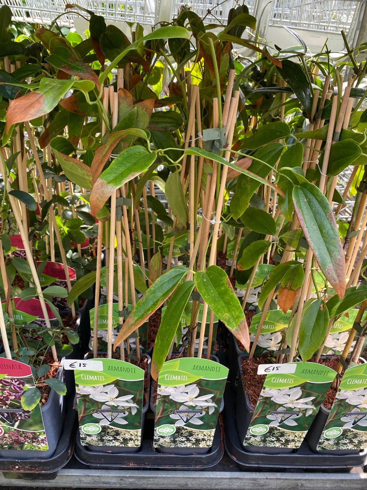 Groenblijvende Clematis Armandii - Winterharde Klimplant, Ophalen, Volle zon, Vaste plant, Klimplanten