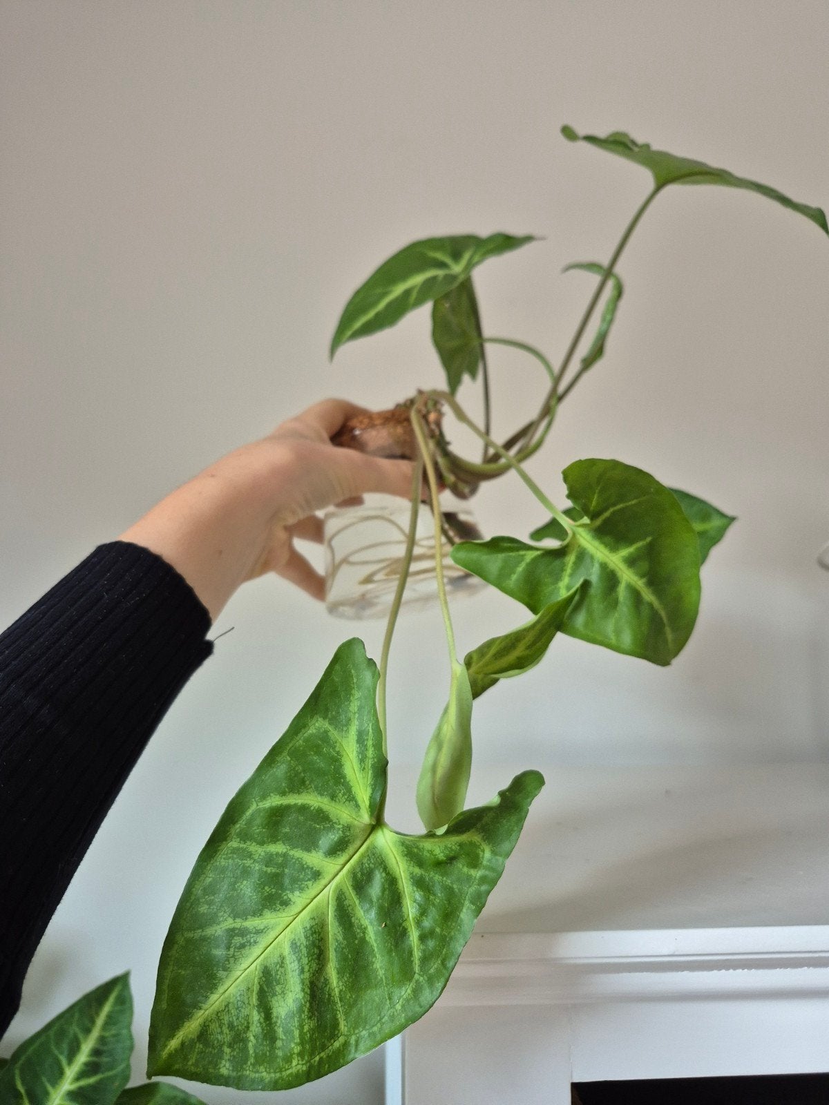 Grote syngonium stek, Huis en Inrichting, Ophalen, Overige soorten, Minder dan 100 cm, Volle zon