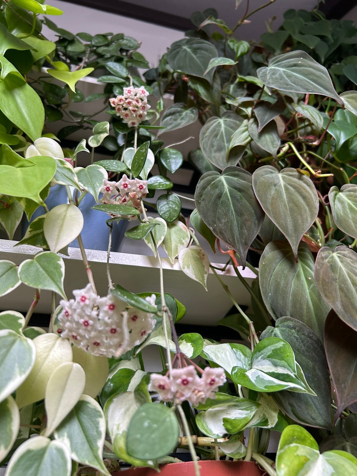 Hoya mathilde splash, stek, zie advertentie, Ophalen of Verzenden, Halfschaduw, Minder dan 100 cm