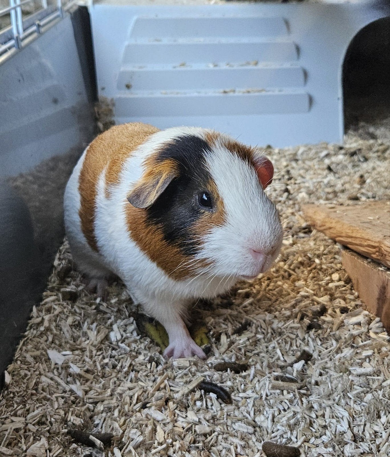 2 mannetjes cavia wit/rood/zwarttwee, Dieren en Toebehoren, Knaagdieren, Januari, Mannelijk, Cavia