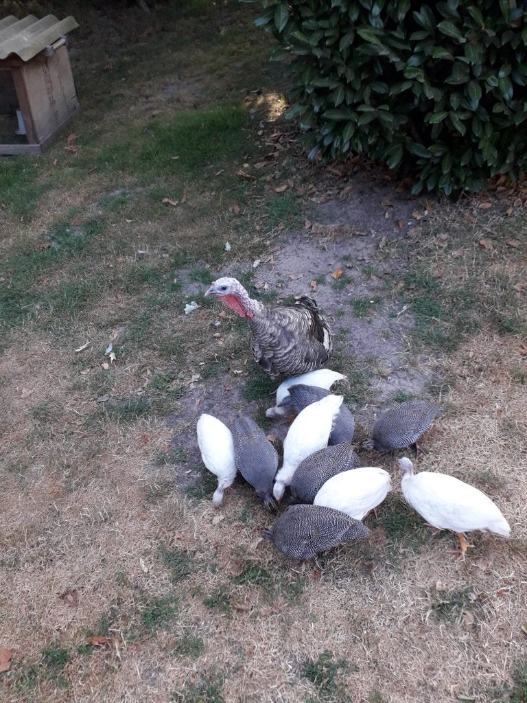 Te koop jonge parelhoenders, Dieren en Toebehoren, Pluimvee, Geslacht onbekend, Overige soorten